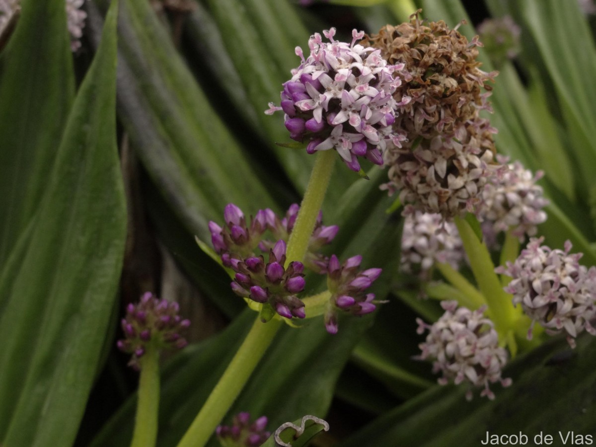 Hedyotis plantaginifolia Arn.